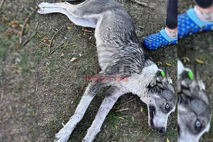 Фото: ТГ канала "Жесть Ростов"