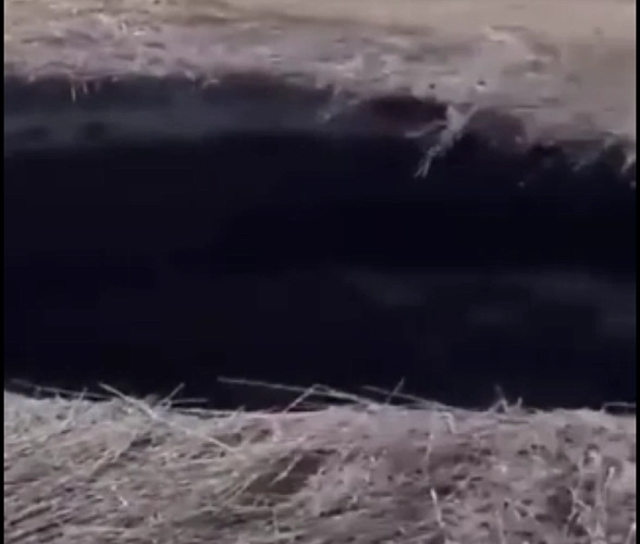 Фото: из социальных сетей