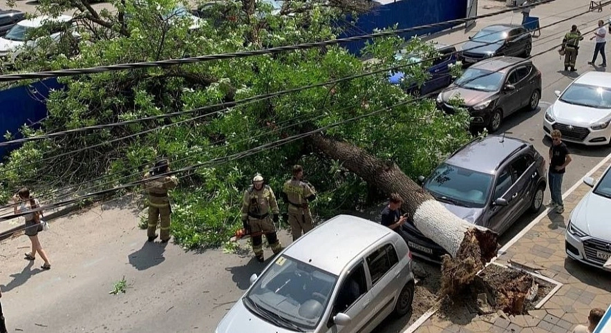 Фото: дерево упало на машины в центре Ростова, кадр очевидца