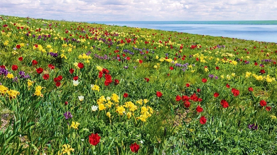 Фото: Гостей донского экофестиваля тюльпанов и ирисов будут досматривать металлодетекторами, фото - сайт ПРО