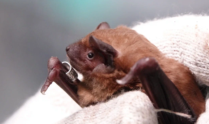 Фото: реабилитация летучих мышей // кадр ДГТУ