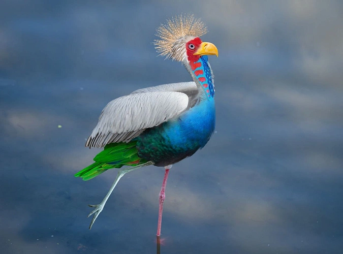 Фото: та самая птица счастья // кадр ростовского зоопарка