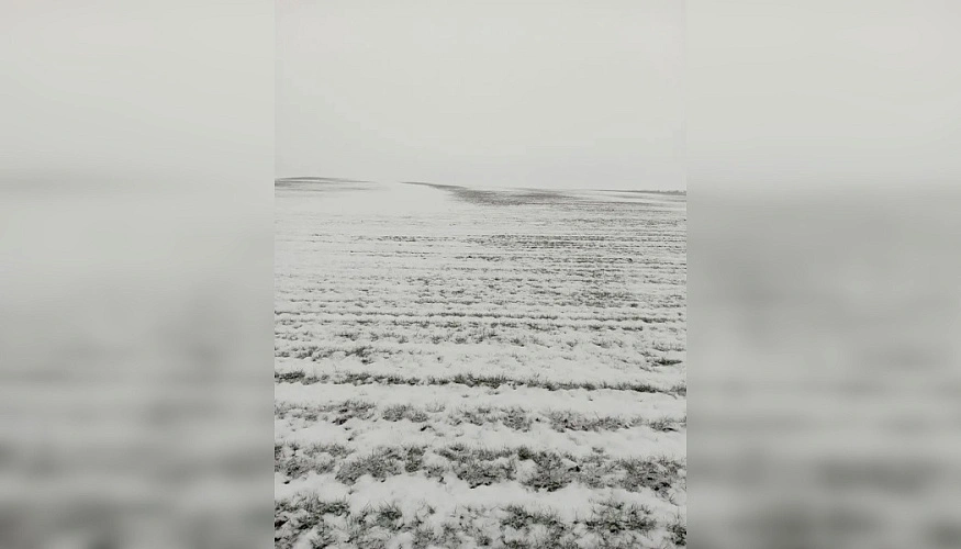 Фото: Филиала ФГБУ «Россельхозцентр» по Ростовской области