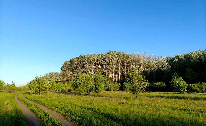 Фото: лес // кадр из архива 1rnd