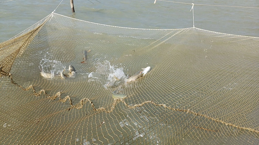 Фото: АзНИИРХ