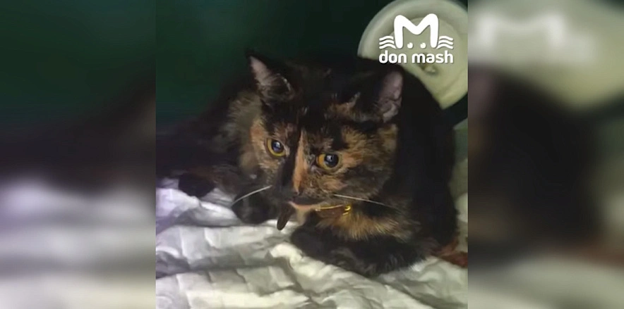 Фото: ТГ канала "Don Mash"