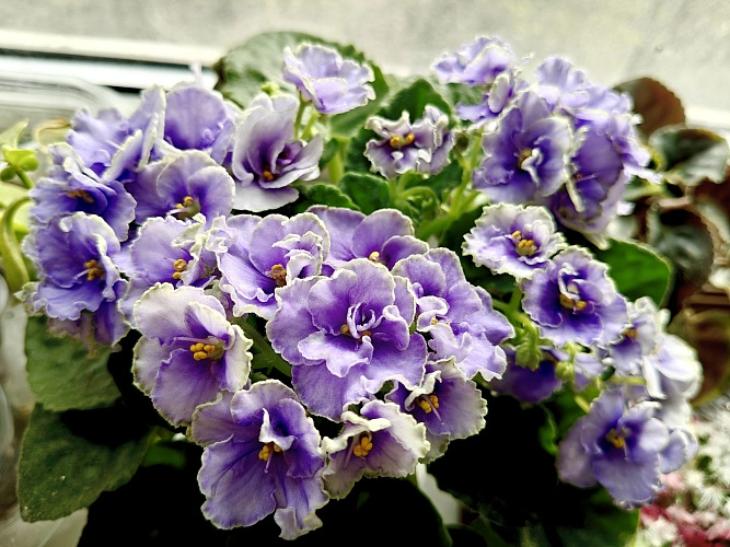 Фото: цветущая фиалка, сорт - Hunter's Gimme Some Sugar // фото 1rnd