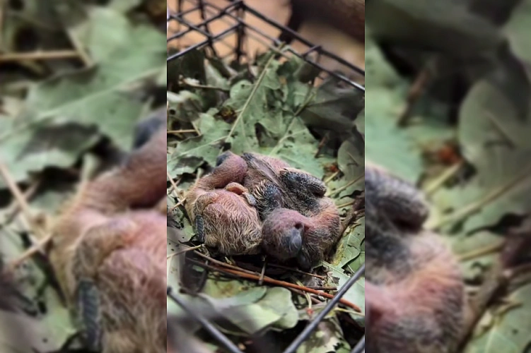 Фото: Южный парк птиц Малинки