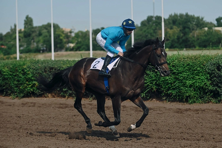 Фото: Ростовский ипподром