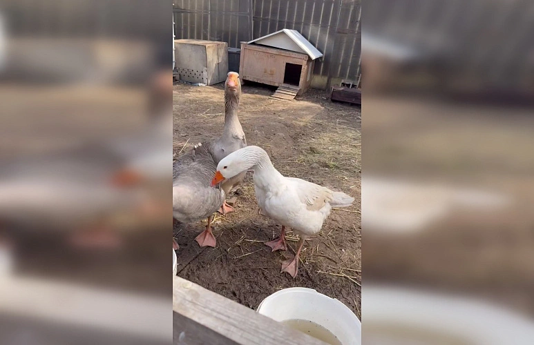 Фото: Парк «Лога»