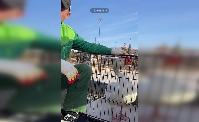 Фото: Парк «Лога»