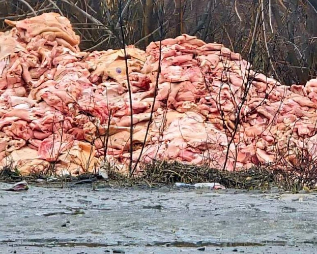 Фото: ТГ канала «Новости Ростова-на-Дону»