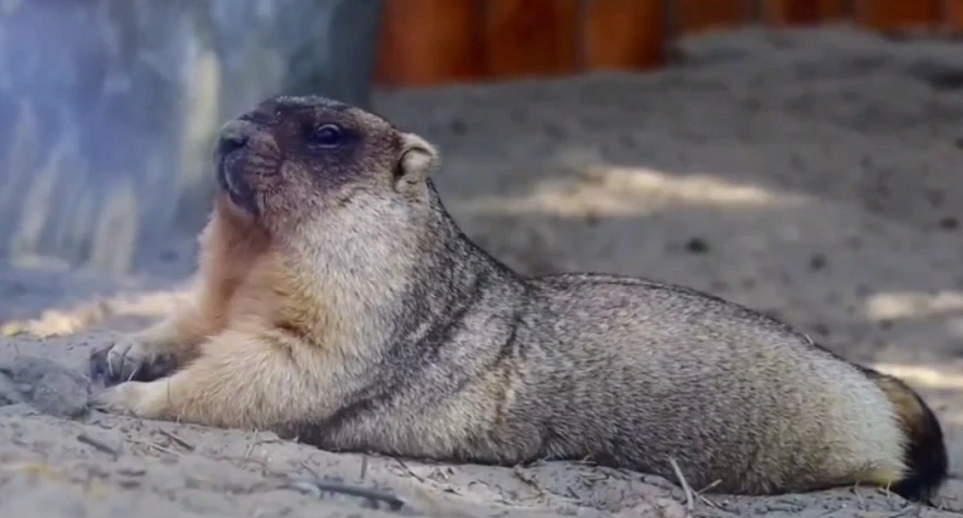 Фото: Ростовский-на-Дону зоопарк