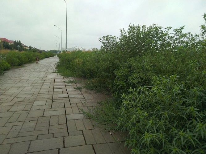 Фото: Заросли амброзии на ЗЖМ Ростова, кадр из ВК мэрии