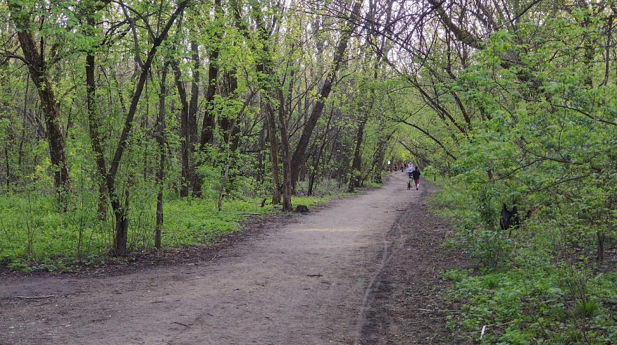 Фото: Роща СКА в Ростове-на-Дону, кадр 1rnd