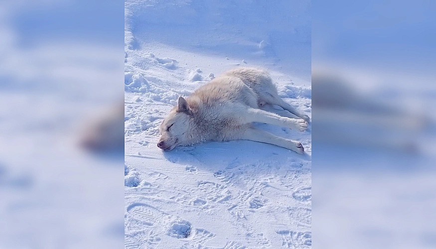Фото: ТГ канала Приюта «Феникс» г. Азов