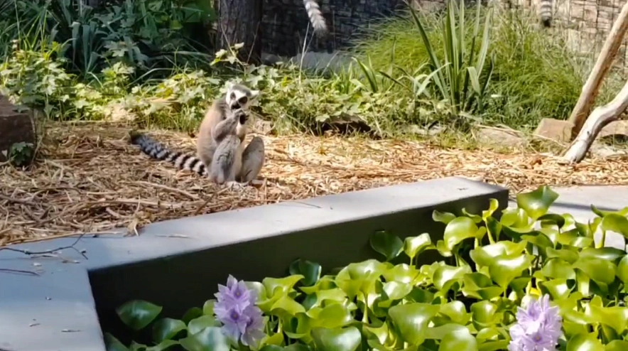 Фото: Ростовский-на-Дону зоопарк