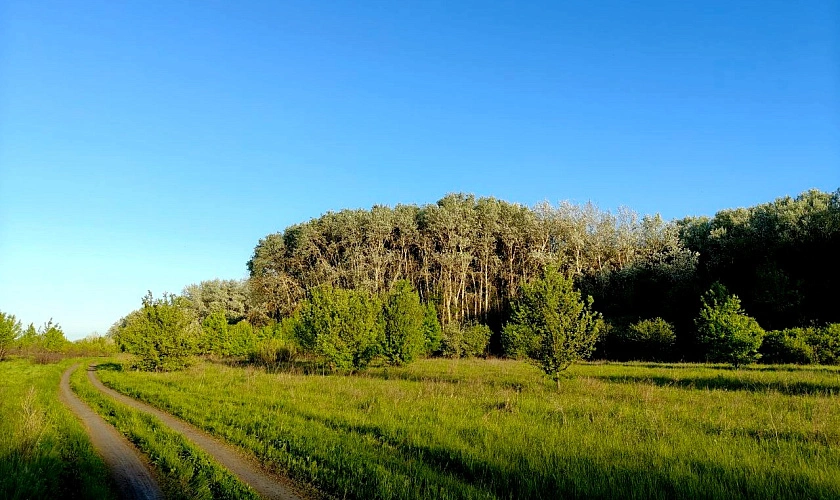 Фото: лес // фото из архива 1rnd