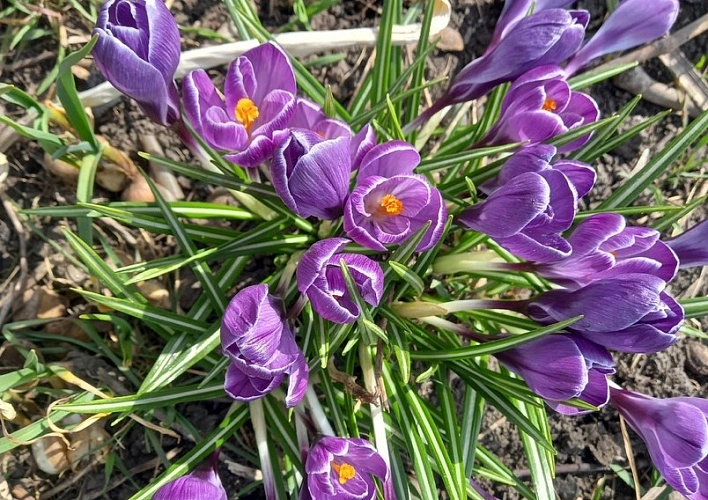 Фото: первые цветы в Ростове \\ кадр 1rnd.ru