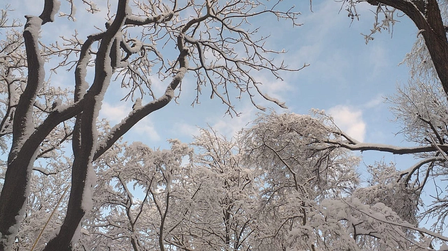 Фото: снег на деревьях в Ростове // кадр 1rnd