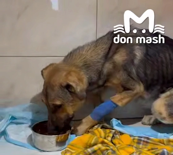 Фото: ТГ канала "Don Mash"