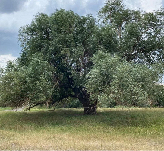 Фото: из архива Правительства Ростовской области 