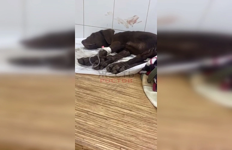 Фото: ТГ канала "Жесть Ростов"