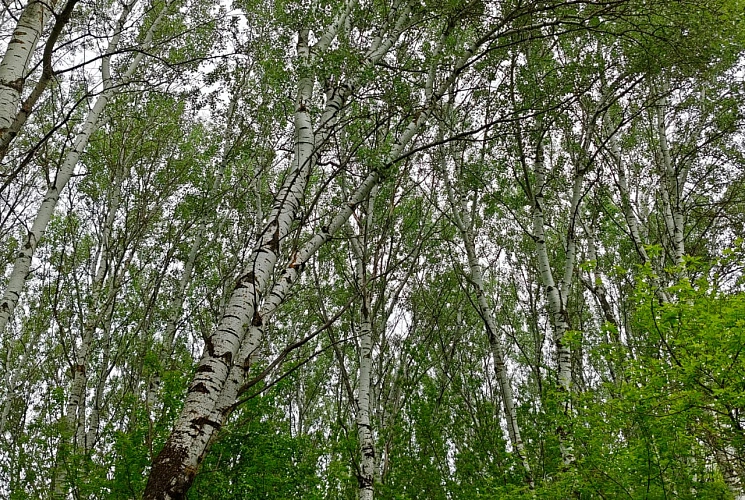 Фото: лес // фото из архива 1rnd