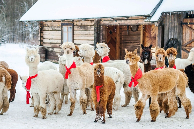 Фото: абоненты Т2 на экскурсии в парке с перуанскими альпака