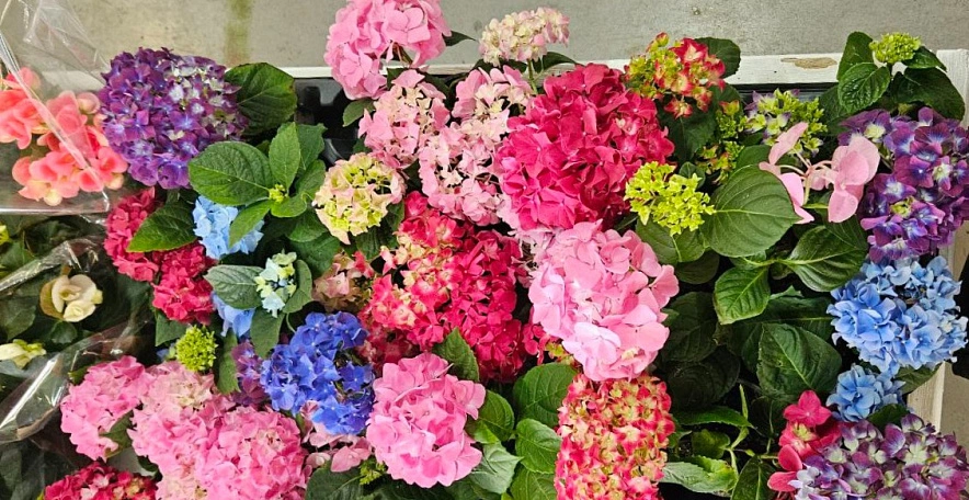 Фото: гортензии в магазине // кадр читателя 1rnd