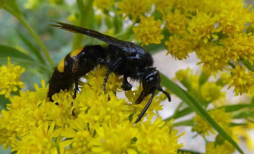 Фото: кадр wikimedia.org