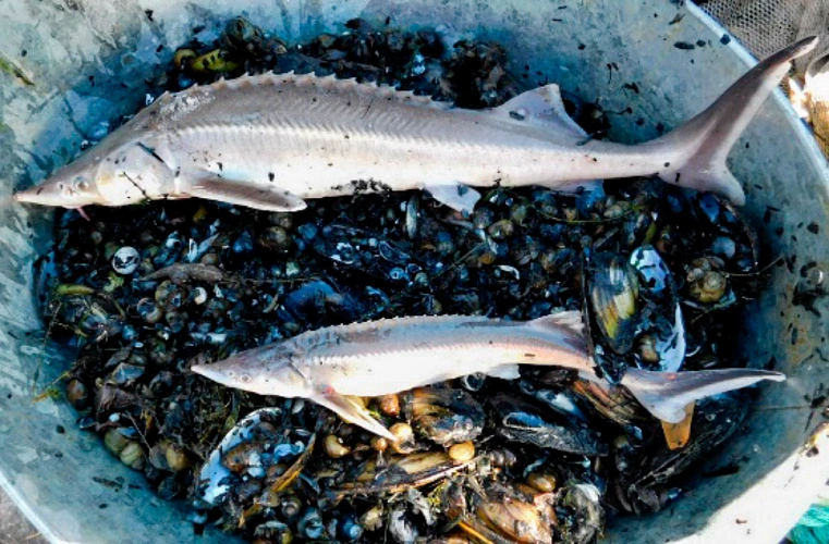 Фото: АзНИИРХ