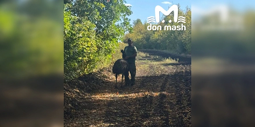 Фото: ТГ канала "Don Mash"