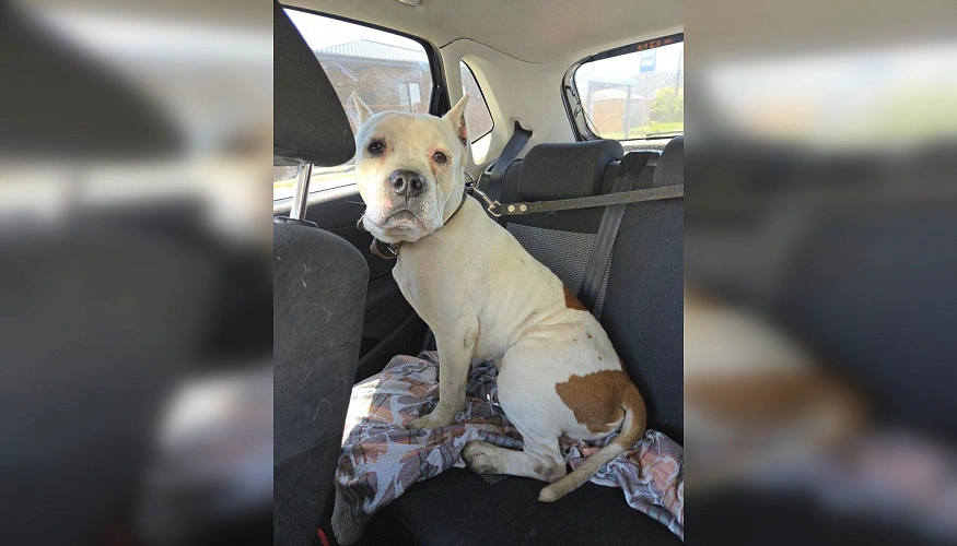 Фото: ТГ канала «БАТАЙСК ГОРОД»