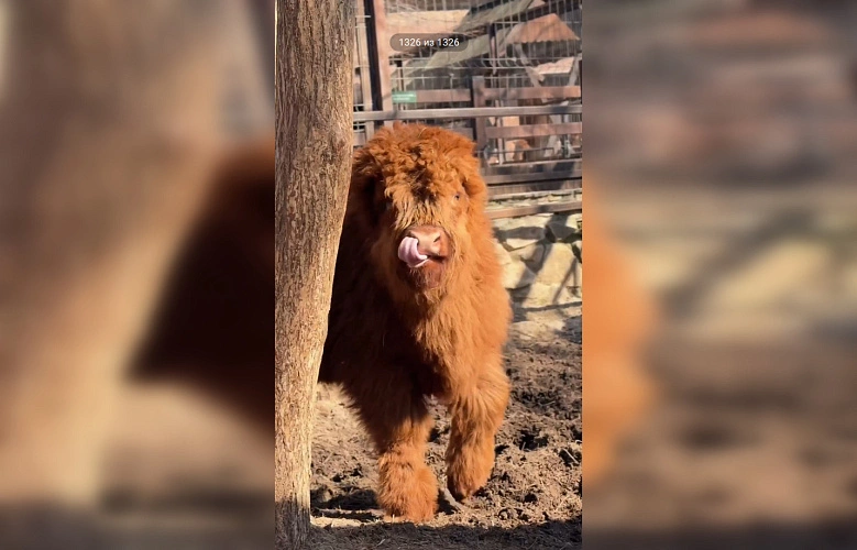 Фото: Парк «Лога»