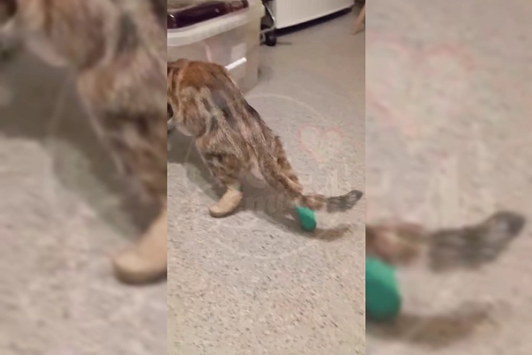 Фото: Телеграм-канала «Че по Ростову?»