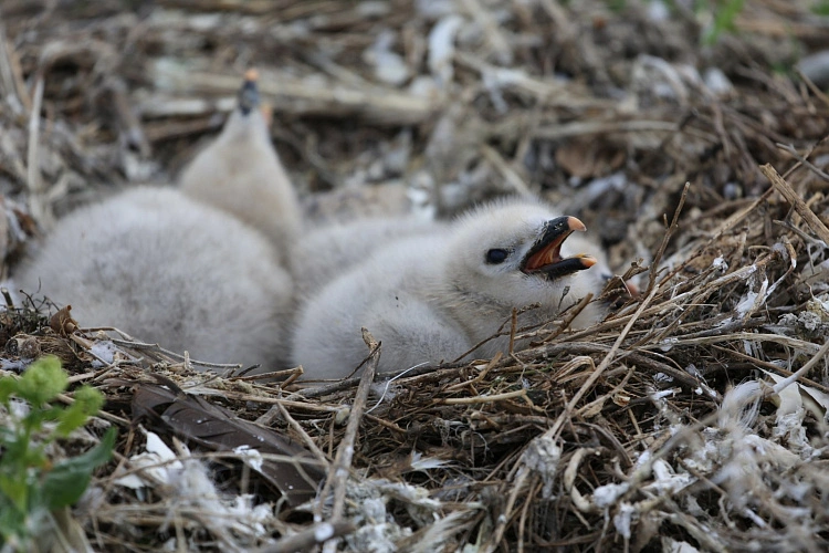 Фото: птенцы // фото ЮФУ