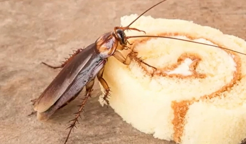 Фото: из публикаций 1rnd.ru