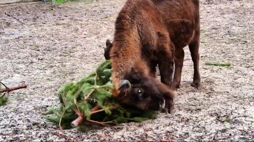 Фото: Ростовский-на-Дону зоопарк