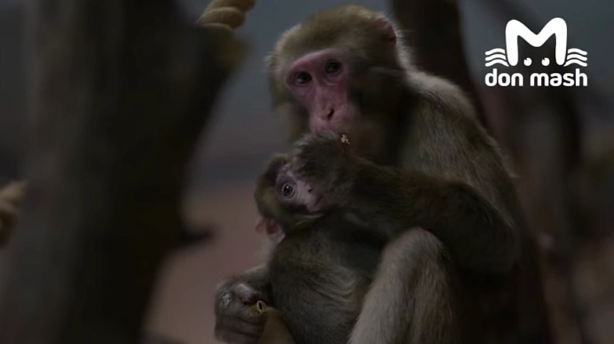 Фото: ТГ канала «Don Mash»