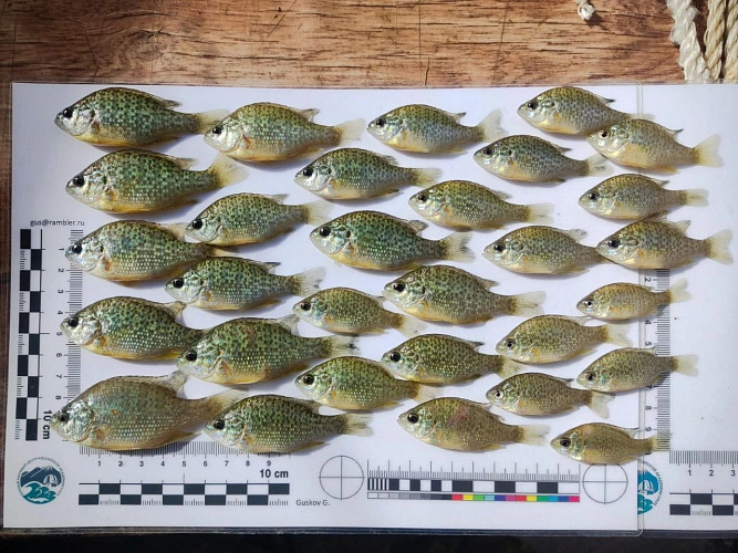 Фото: На Дону зафиксировали взрывное вторжение солнечного окуня // фото ЮНЦ РАН