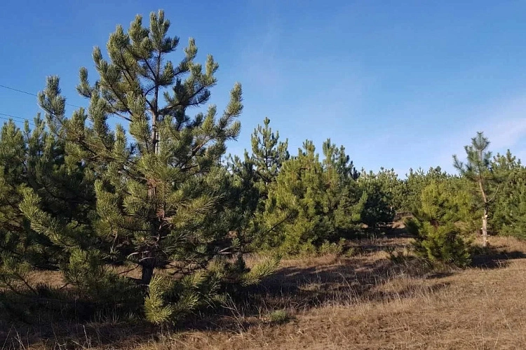 Фото: Правительство Ростовской области