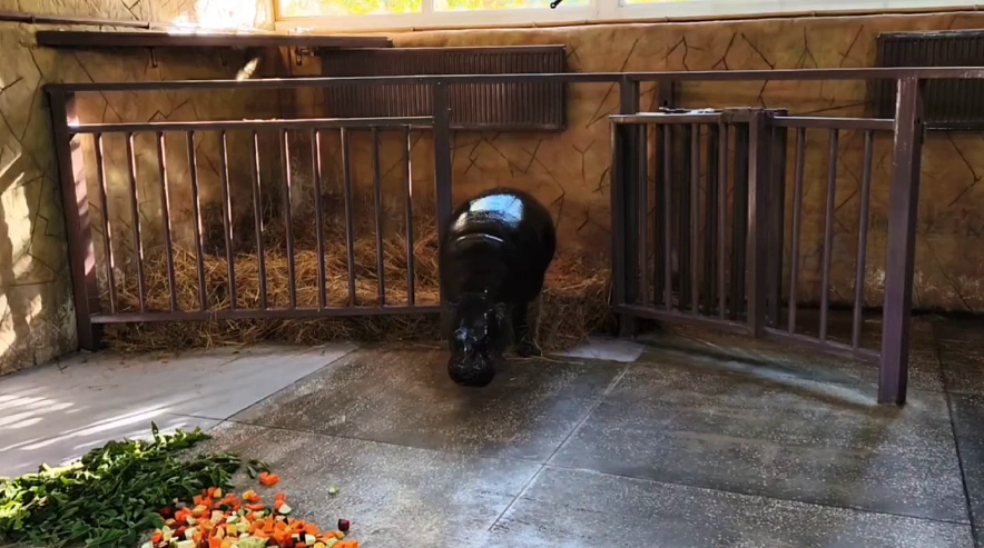 Фото: Ростовский-на-Дону зоопарк