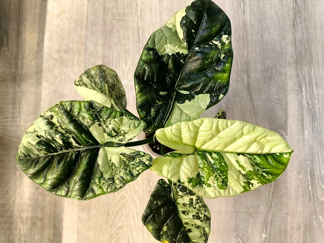 Фото: алоказия Синуата вариегатная // фото читателя 1rnd