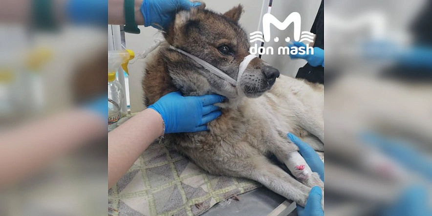 Фото: ТГ канала «Don Mash»