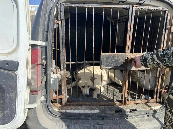 Фото: ТГ канала Бебури Месхи