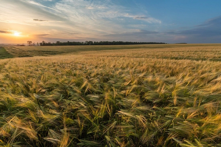 Фото: Александр Шрайфель/Правительства Ростовской области