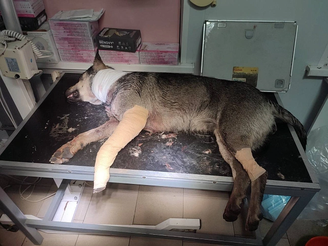 Фото: ТГ канала "БАТАЙСК ГОРОД"