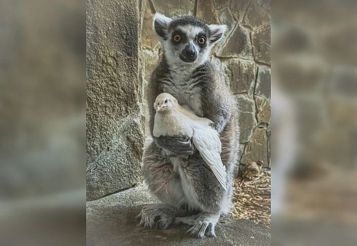 Фото: Ростовский-на-Дону зоопарк