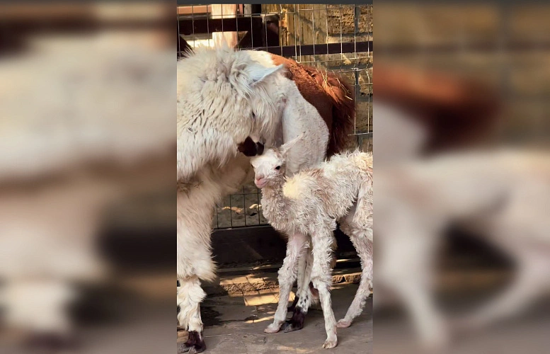 Фото: Парк «Лога»